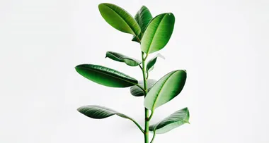 These houseplants might help stop you from getting sick, says NASA