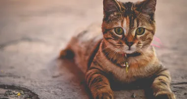 Instagram star accused of animal cruelty after tattooing cat
