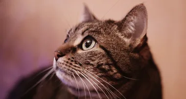 Cat survives 45 minute washing machine cycle