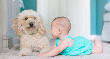 Toddler tragically drowns in pool after chasing puppy