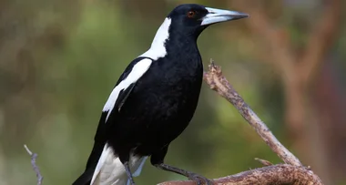 Australia’s most popular bird has been named