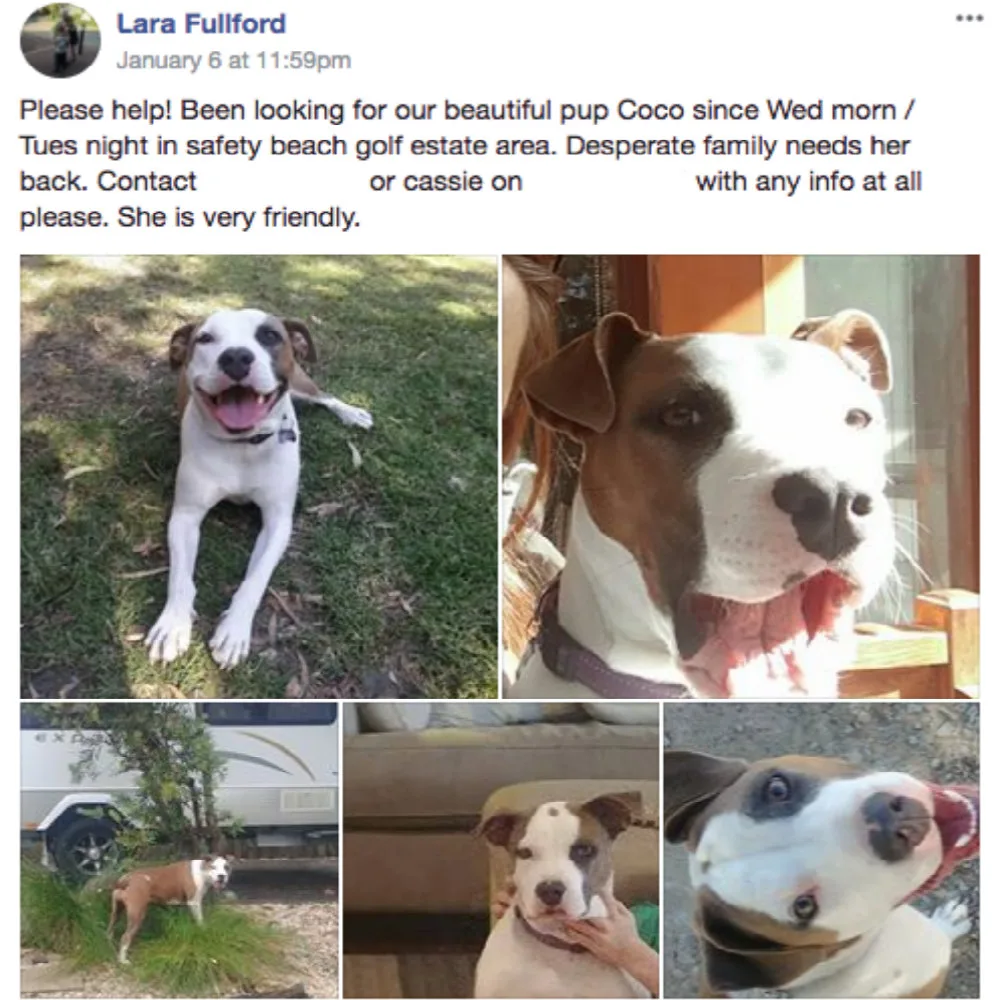 Missing dog Coco found between garages
