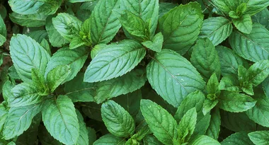 9 unexpected uses for menthol rub