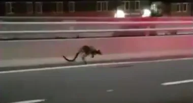 Wallaby spotted making mad dash across Sydney Harbour Bridge