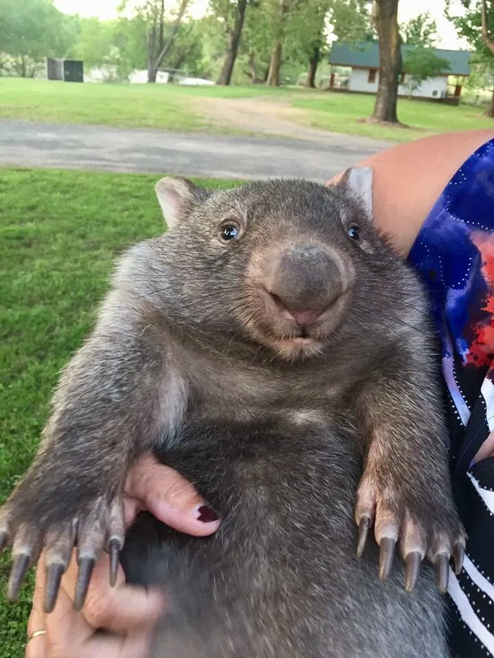 rosie