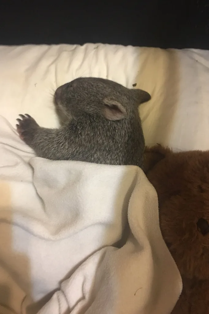 Rosie sneaks into our bed!