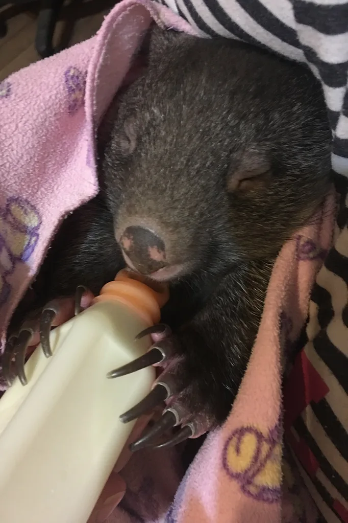 They love being bottle-fed