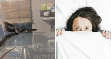 Horror as wife finds a snake in bed before her husband catches it with a pillowcase