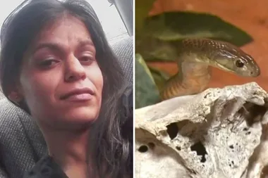 Pregnant woman dies after being bitten by snake