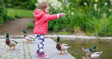 Why you shouldn’t feed ducks bread