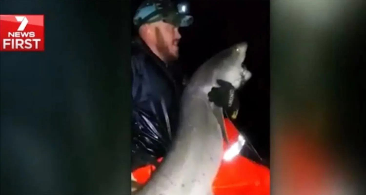 shark