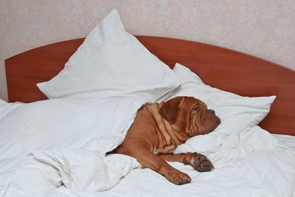 bed sheet hack