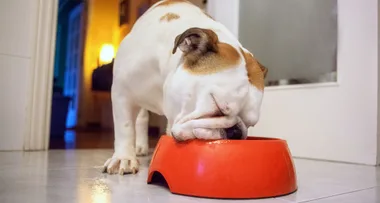 This is how often you should clean your pet’s bowl