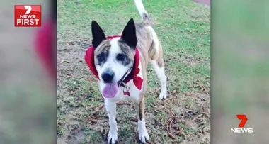 Rescue dog may never walk again after being mauled