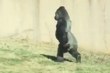 The reason this gorilla walks like a human will blow your mind