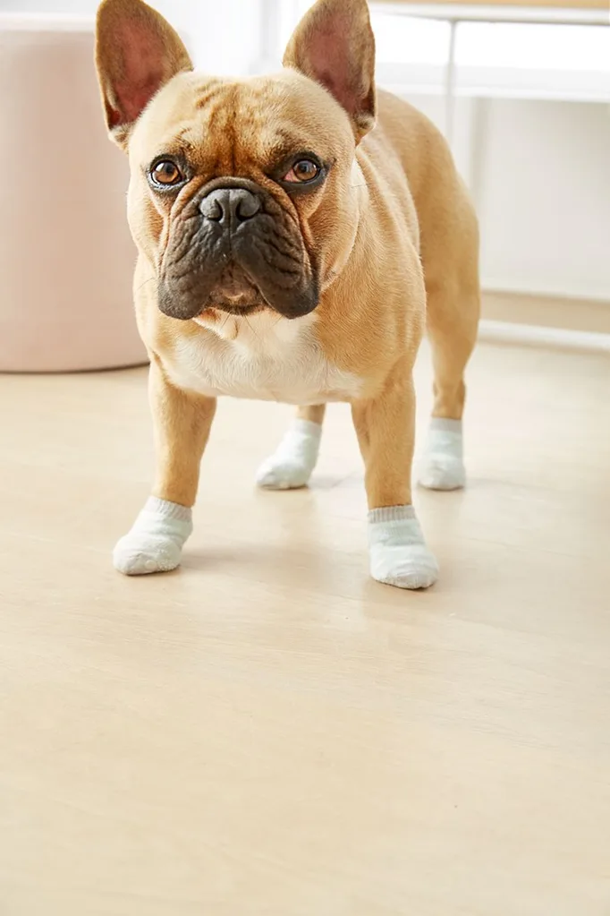 pug 2