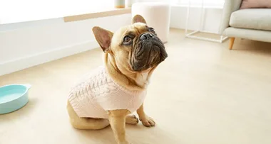 Why Kmart’s new fashion for pets is not to be missed!