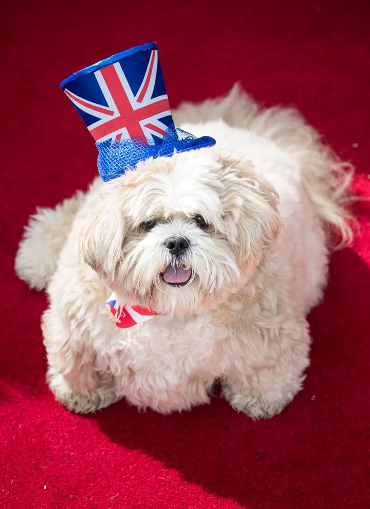 Archie is very happy with his pooch palace