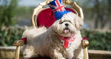 Lottery winner spends $9k on replica Windsor Castle for her DOG!