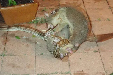 Possum mum fights SNAKE to protect her bub