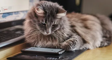 My cat dialled 000 and saved my life