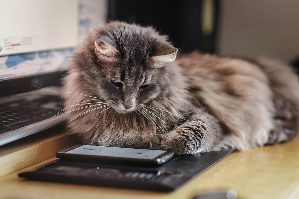 cat uses phone