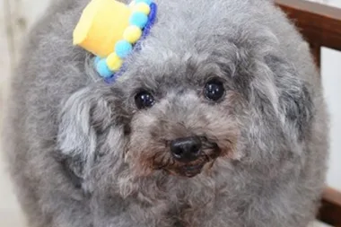 Dog groomer cuts pooches into perfectly round balls with adorable consequences!