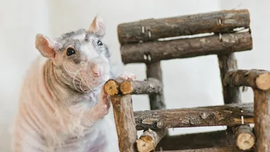 There’s a naked rat in the garden!