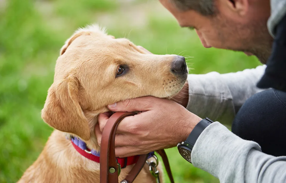 sam wood puppy