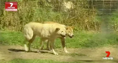 Aussie woman mauled by three dingoes
