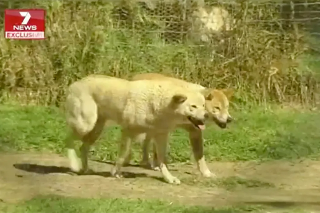 dingoes