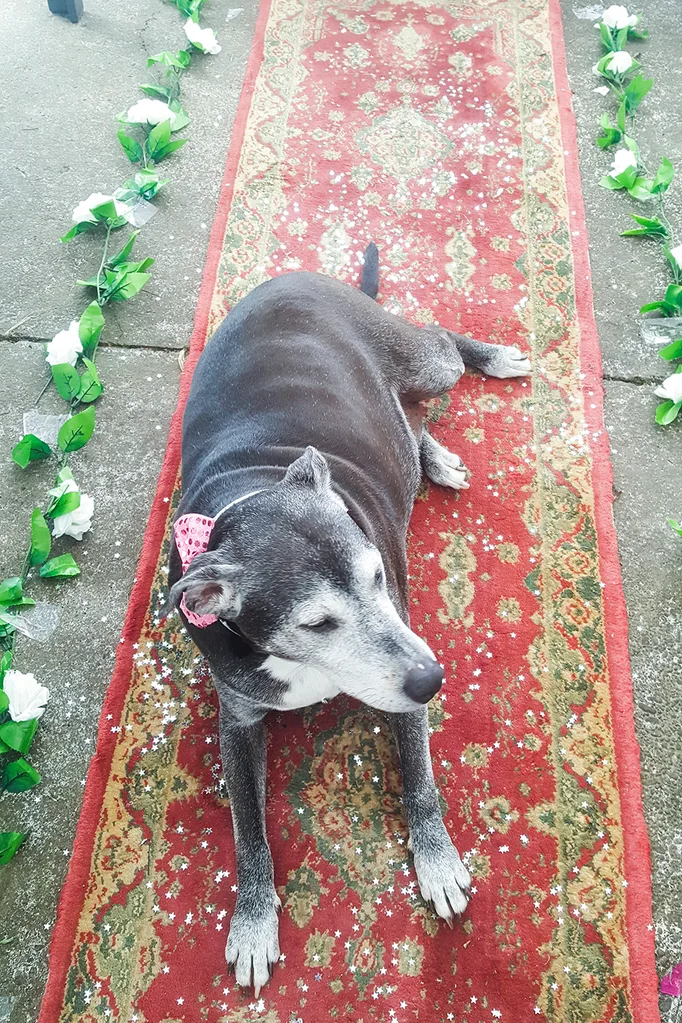doggie