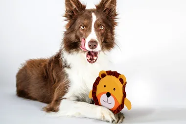 3 things your dog is telling you