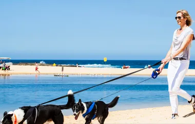 How to pick the right dog breed for your home