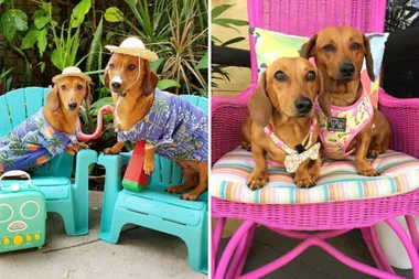 Mum spends $25,000 on a bedroom for her sausage dogs