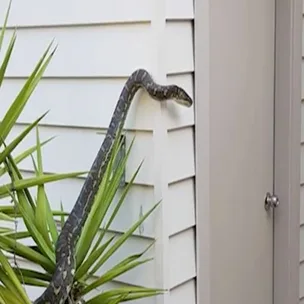 An unwanted guest slithers up an Aussie home