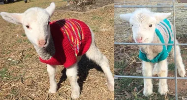 Help drought-stricken farmers with woolly jumpers for lambs