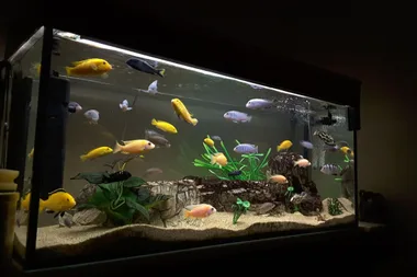 Woman takes revenge on ex by killing his FISH with bleach