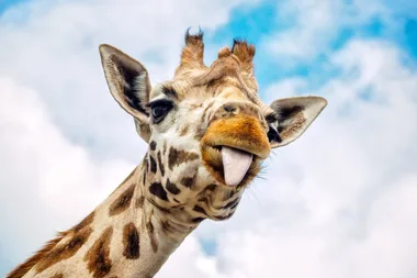 Mum and toddler fighting for their lives after being trampled by a GIRAFFE
