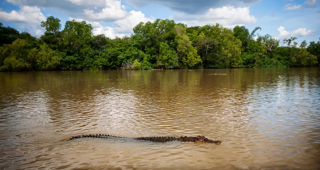 crocodile