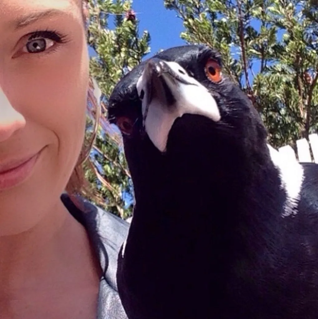 Magpies are great friends