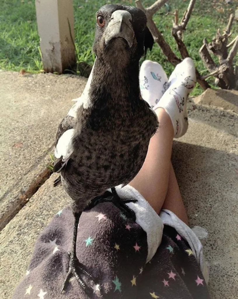 Angel the Magpie