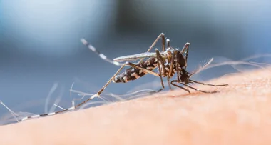 Flesh-eating Buruli ulcer is ravaging the Victorian coast