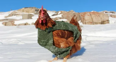 Plucky chook is on a round the world adventure