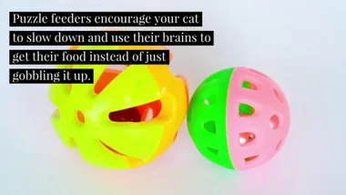 Are You Feeding Your Cat Wrong?