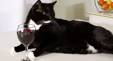 Wine and beer for cats and dogs?