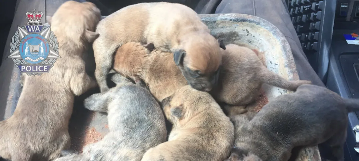 The puppies after the rescue