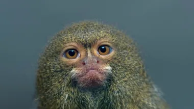 Some Of The Worlds Smallest Animals