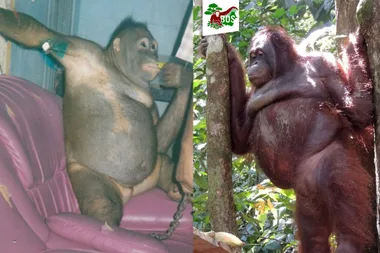 This is the horrifying story of an orangutan kept as a $2 sex slave