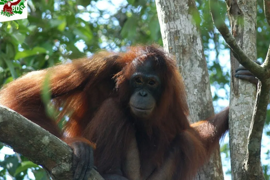 Borneo Orangutan Survival Foundation